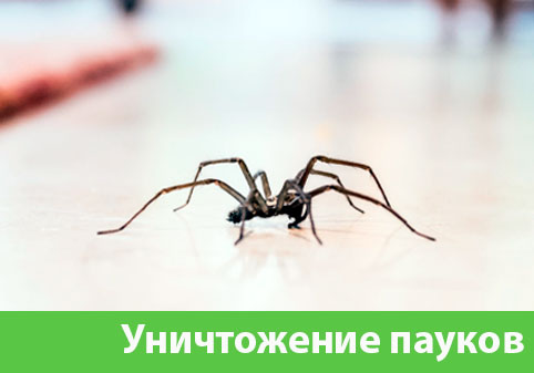 Избавиться от пауков в городе Волжский