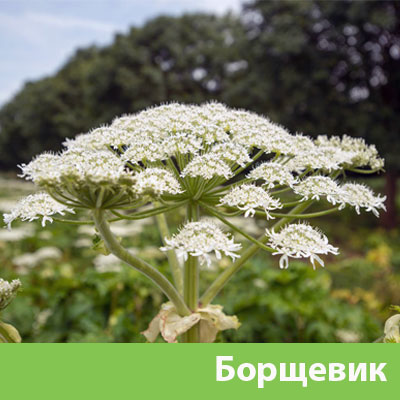 Уничтожение сорняка в Волжском