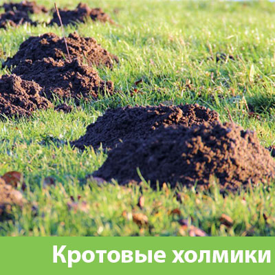 Кроты на участке в Волжском