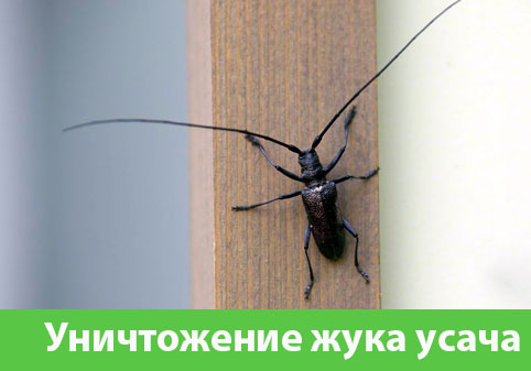 Обработка от жука усача в городе Волжский