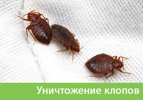 Уничтожение клопов в городе Волжский