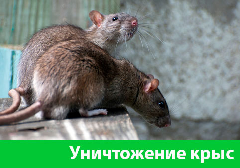 Уничтожение крыс в городе Волжский