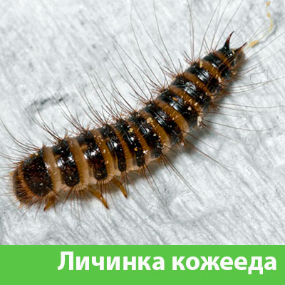 Личинка Кожееда в Волжском