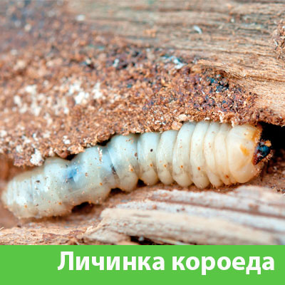 Уничтожение личинок короеда в Волжском