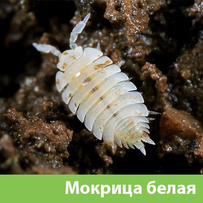 Мокрица в Волжском фото