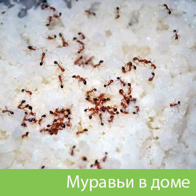 Муравьи в доме в Волжском