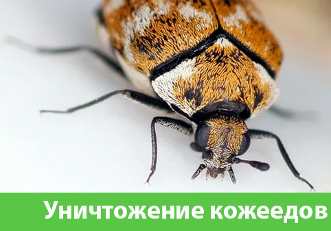 Обработка от кожееда в городе Волжский 