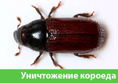 Обработка от короеда в городе Волжский