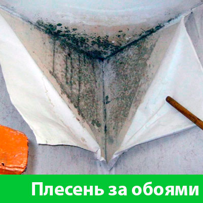 Удаление плесени в Волжском