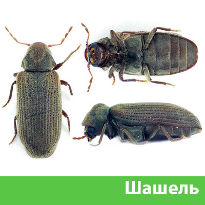 Обработка от шашеля в городе Волжский