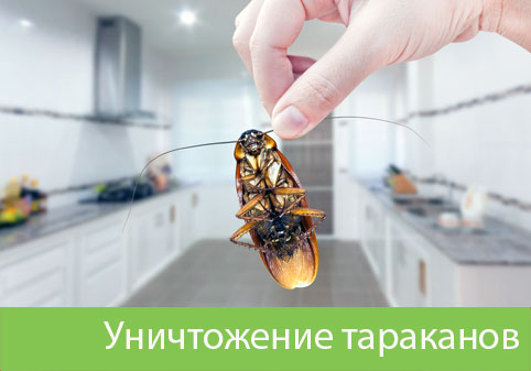 Уничтожение тараканов в городе Волжский
