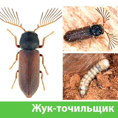 Уничтожение точильщика и личинок в Волжском