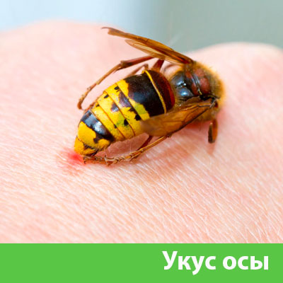 Профессиональное уничтожение ос и шершней в Волжском