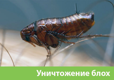 Уничтожение блох в городе Волжский
