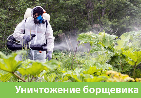 Уничтожение Борщевика в городе Волжский