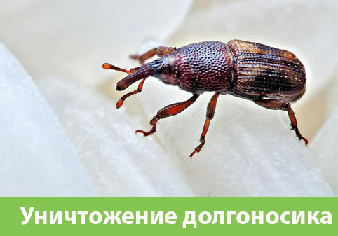 Уничтожение долгоносиков в городе Волжский
