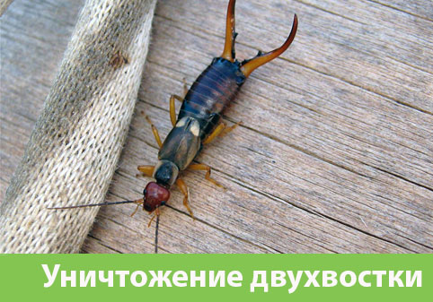 Уничтожение двухвостки в городе Волжский