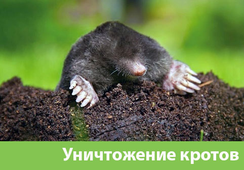 Уничтожение кротов в городе Волжский