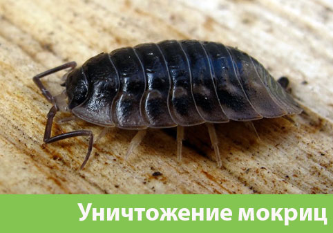 Мокрицы в квартире в городе Волжский