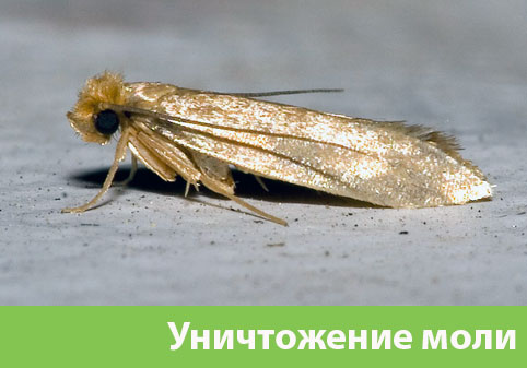 Уничтожение моли в городе Волжский 