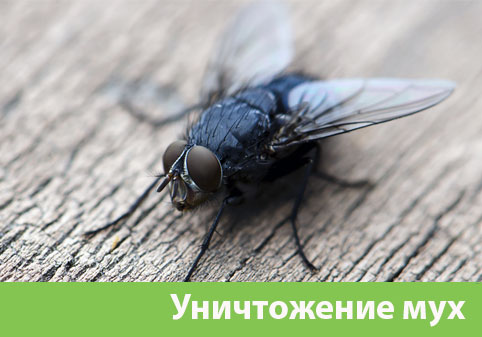Уничтожение мух в городе Волжский