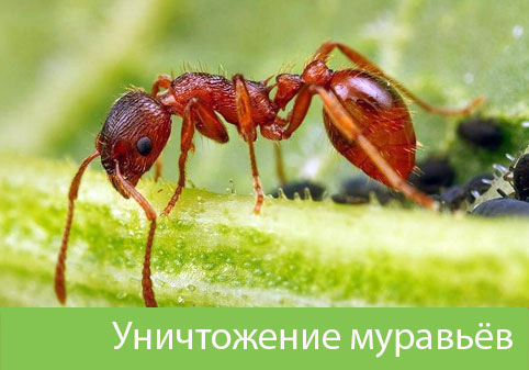 Уничтожение муравьёв в городе Волжский