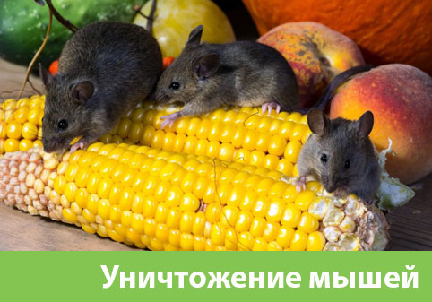 Уничтожение мышей в Волжском