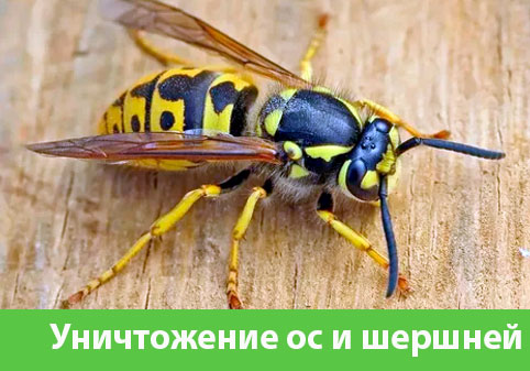 Уничтожение ос и шершней в городе Волжский