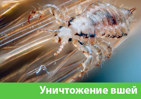 Уничтожение вшей в городе Волжский